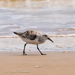 Sanderling on Gulf Coast beach